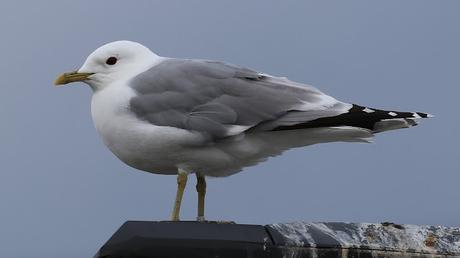 Gaviota cana la elegancia alada Gaviota cana la elegancia alada