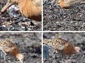 Agujas colinegra islandesa