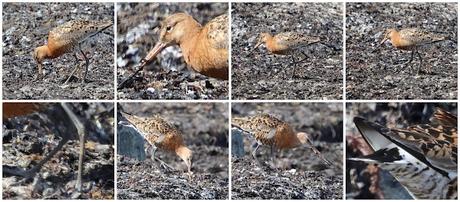 Agujas colinegra islandesa