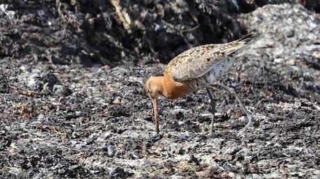 Agujas colinegra islandesa