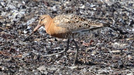 Agujas colinegra islandesa