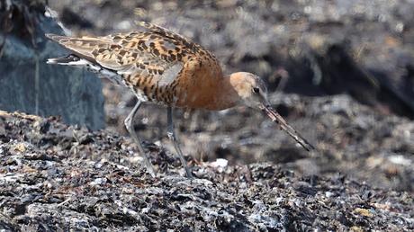 Agujas colinegra islandesa
