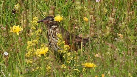 Zorzal alirrojo: escenas cotidianas en Islandia Zorzal alirrojo: escenas cotidianas en Islandia