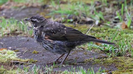 Zorzal alirrojo: escenas cotidianas en Islandia Zorzal alirrojo: escenas cotidianas en Islandia