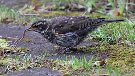 Zorzal alirrojo: escenas cotidianas en Islandia Zorzal alirrojo: escenas cotidianas en Islandia