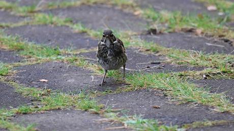 Zorzal alirrojo: escenas cotidianas en Islandia Zorzal alirrojo: escenas cotidianas en Islandia