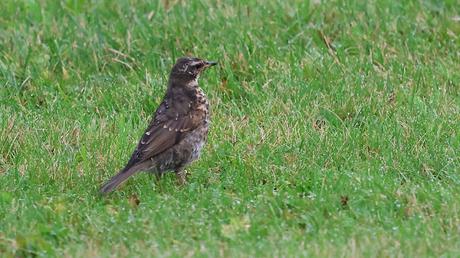 Zorzal alirrojo: escenas cotidianas en Islandia Zorzal alirrojo: escenas cotidianas en Islandia