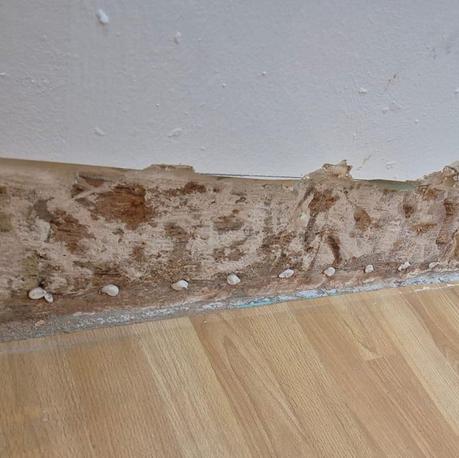 Encubado profesional en Colmenar de Oreja, Madrid Encubado profesional en Colmenar de Oreja, Madrid