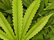 usuarios cannabis tienen menor riesgo complicaciones cirugía retina.