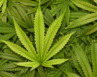 Los usuarios de cannabis tienen menor riesgo de complicaciones en cirugía de retina.