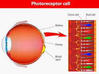 Las células retinales se transforman en la retinosis pigmentaria.