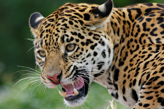 De la hojita del calendario.