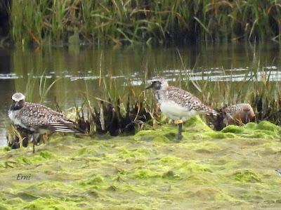 AVANZANDO EN EL  MES DE MAYO