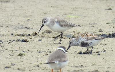 AVANZANDO EN EL  MES DE MAYO