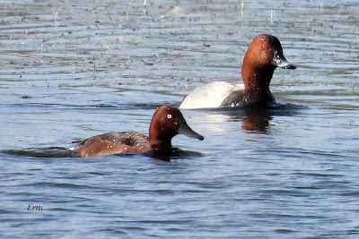 AVANZANDO EN EL  MES DE MAYO