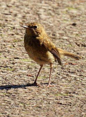 AVANZANDO EN EL  MES DE MAYO