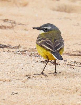 AVANZANDO EN EL  MES DE MAYO