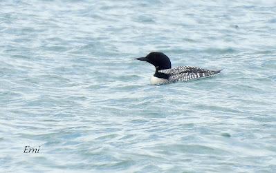 AVANZANDO EN EL  MES DE MAYO