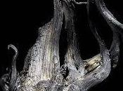 Plata Nativa