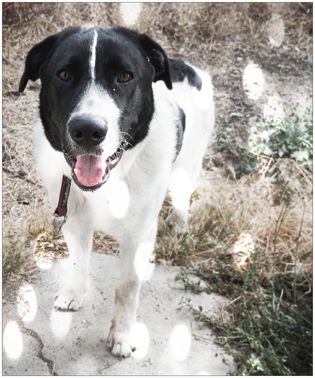 A mi perro mastin León.