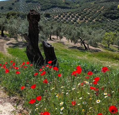 PREGUNTAS-CAMINO Y RESPUESTAS-PALABRA PREGUNTAS-CAMINO Y RESPUESTAS-PALABRA