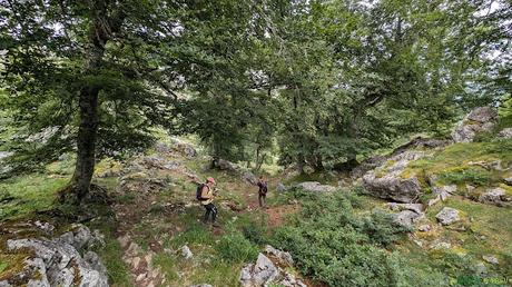Árboles en el camino de descenso