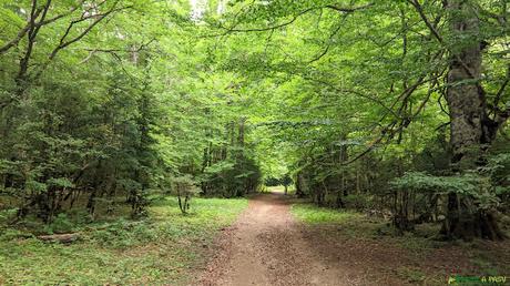 Camino a la Pradera de Ordesa por bosque