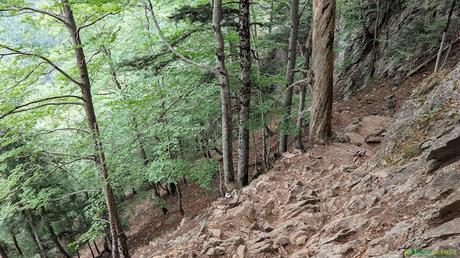 Zona boscosa y empinada hacia la Pradera de Ordesa