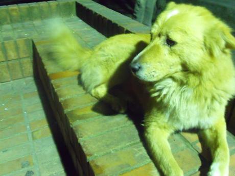 No es fácil ser verde - Sara Mesa No es fácil ser verde - Sara Mesa