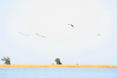 Hermanos de alma - David Diop Hermanos de alma - David Diop