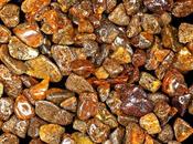 Succinum, ámbar antigua Roma