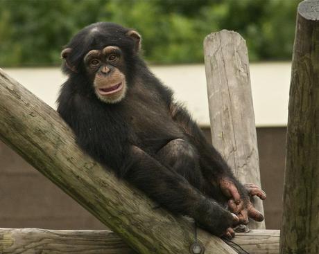 Zoológico metropolitano de Richmond