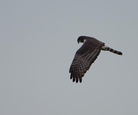 Censo Neotropical de Aves Acuáticas (julio 2025)