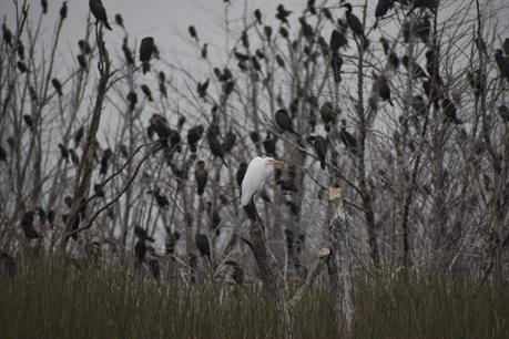 Censo Neotropical de Aves Acuáticas (julio 2025)