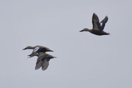 Censo Neotropical de Aves Acuáticas (julio 2025)