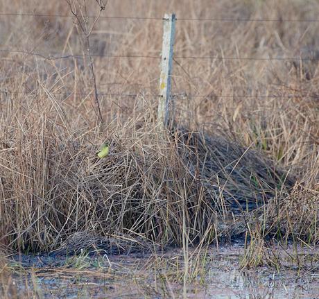 Censo Neotropical de Aves Acuáticas (julio 2025)