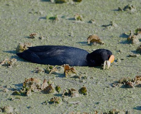 Censo Neotropical de Aves Acuáticas (julio 2025)
