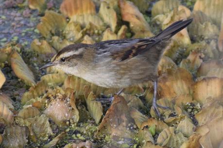 Censo Neotropical de Aves Acuáticas (julio 2025)