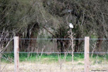 Censo Neotropical de Aves Acuáticas (julio 2025)