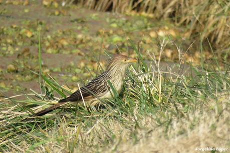 Censo Neotropical de Aves Acuáticas (julio 2025)
