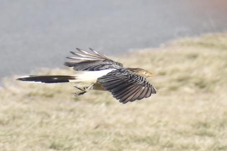 Censo Neotropical de Aves Acuáticas (julio 2025)