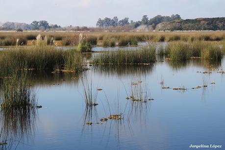 Censo Neotropical de Aves Acuáticas (julio 2025)