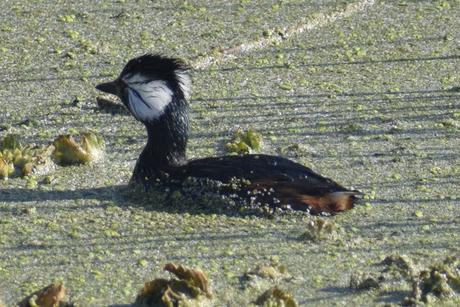Censo Neotropical de Aves Acuáticas (julio 2025)