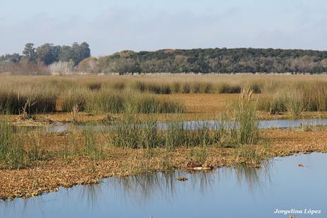 Censo Neotropical de Aves Acuáticas (julio 2025)