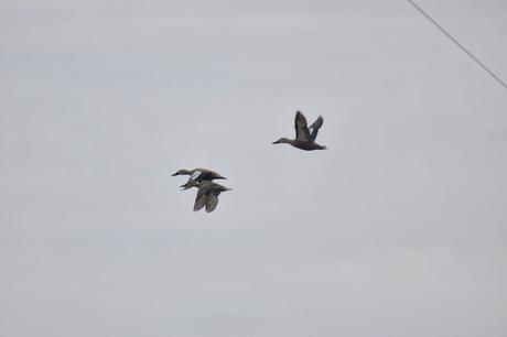 Censo Neotropical de Aves Acuáticas (julio 2025)