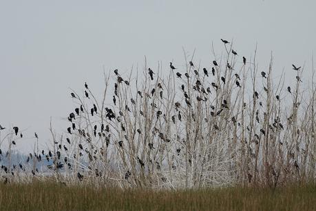 Censo Neotropical de Aves Acuáticas (julio 2025)