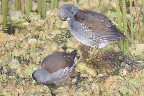 Censo Neotropical de Aves Acuáticas (julio 2025)