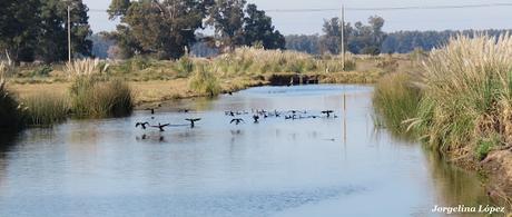 Censo Neotropical de Aves Acuáticas (julio 2025)