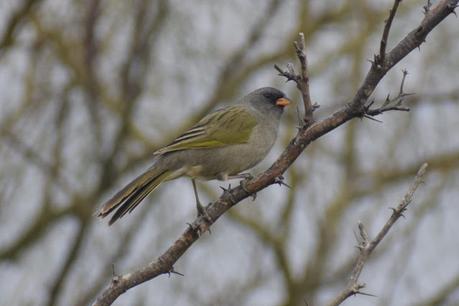 Censo Neotropical de Aves Acuáticas (julio 2025)