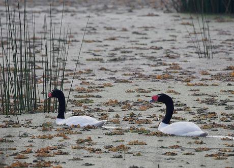 Censo Neotropical de Aves Acuáticas (julio 2025)